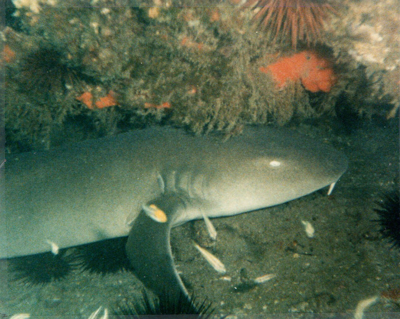 Image of Ginglymostoma