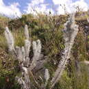 Слика од Aspalathus longifolia Benth.