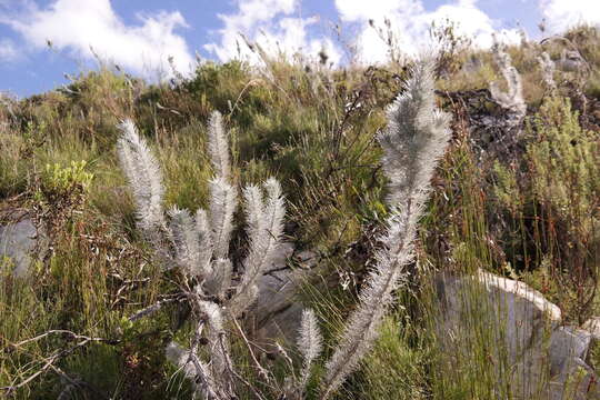 Слика од Aspalathus longifolia Benth.