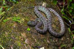 Image of Beautiful pitviper