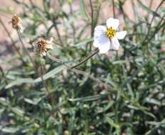 Image de Tridax palmeri A. Gray