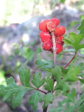 Rhus trilobata var. pilosissima Engl.的图像