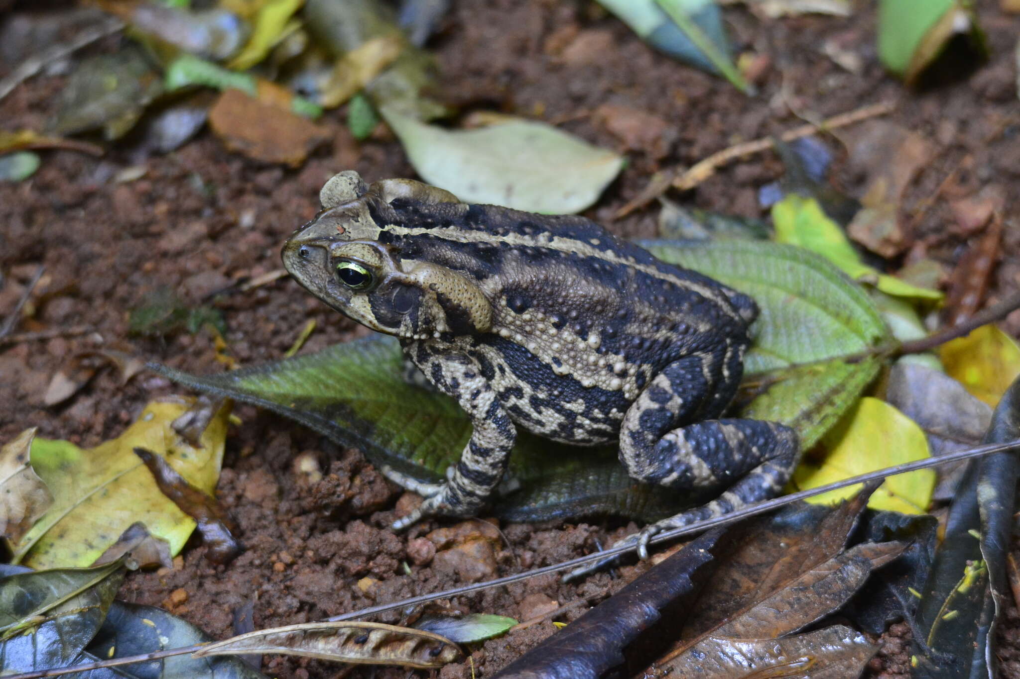 Image of Rhinella henseli (Lutz 1934)