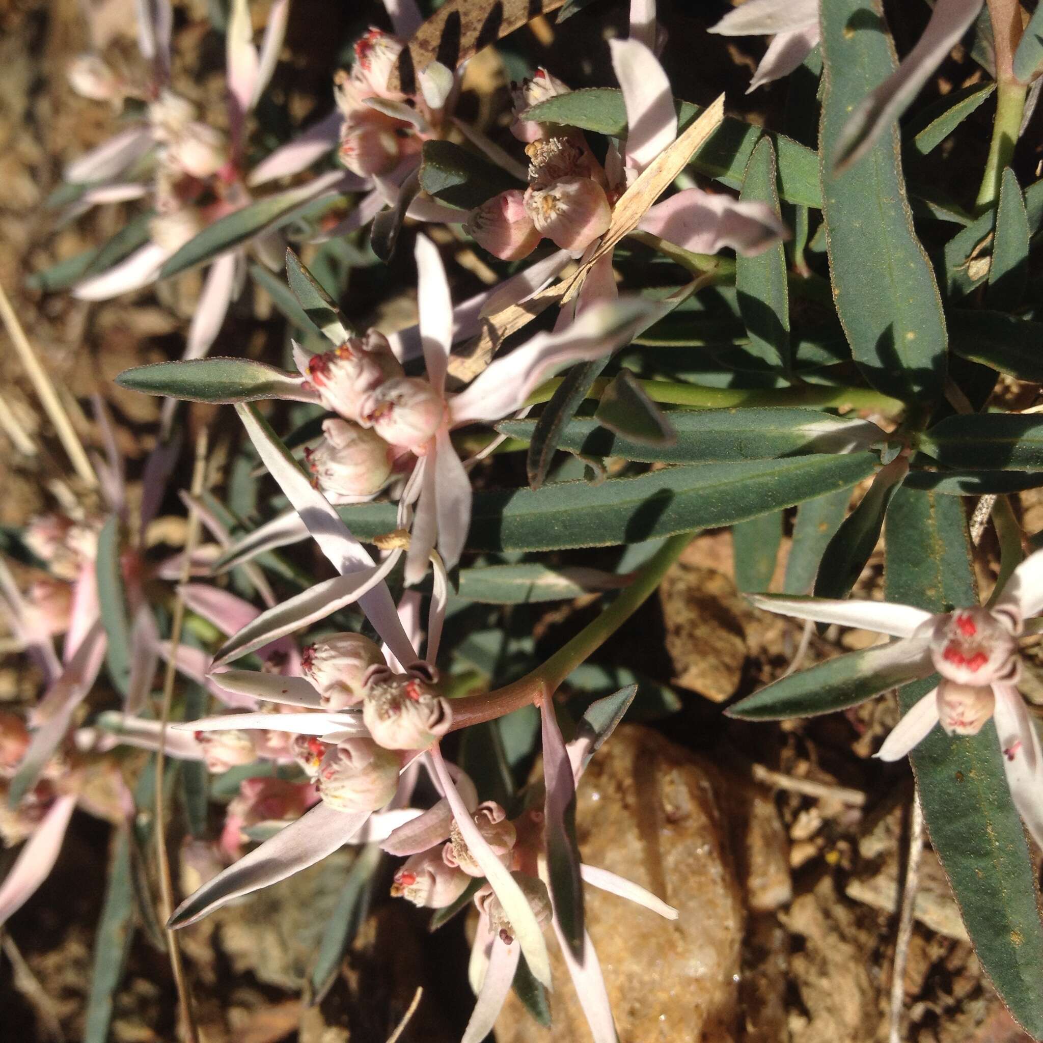Image de Euphorbia radians Benth.