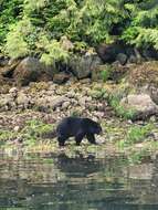 Image of Ursus americanus vancouveri Hall 1928