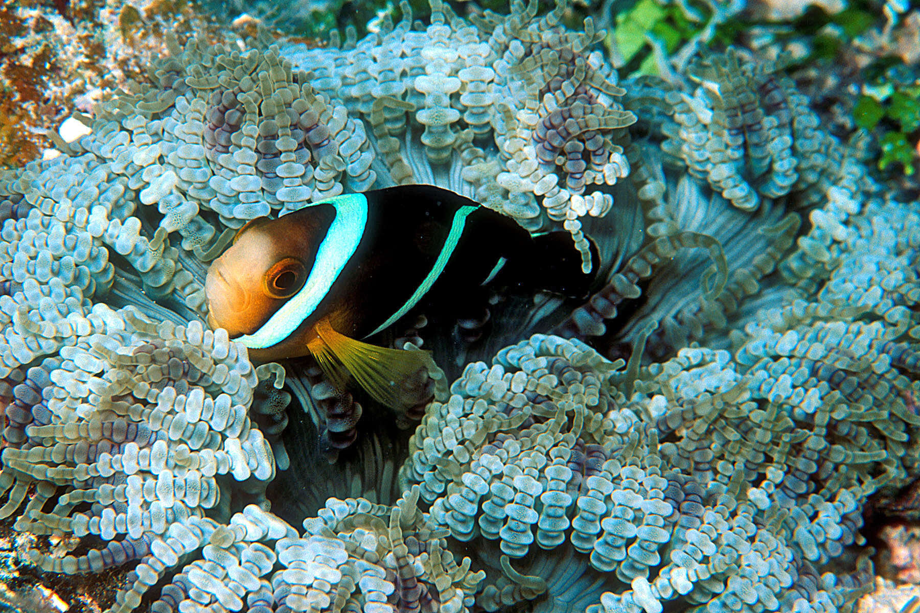 Image of Maroon clownfish