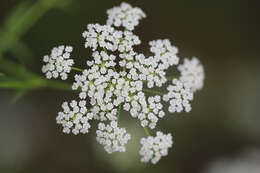 Image of skirret