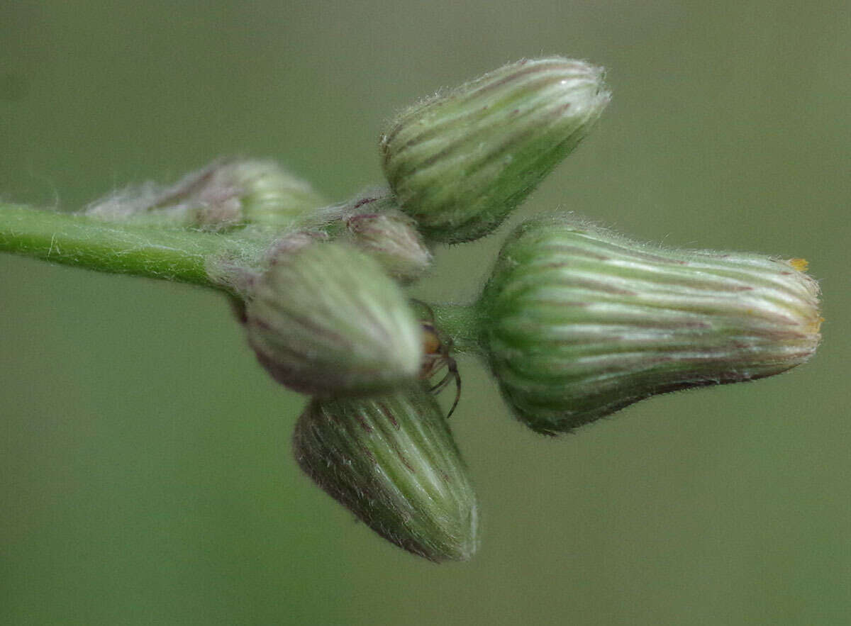 Image of Blumea saxatilis Zoll. & Mor.