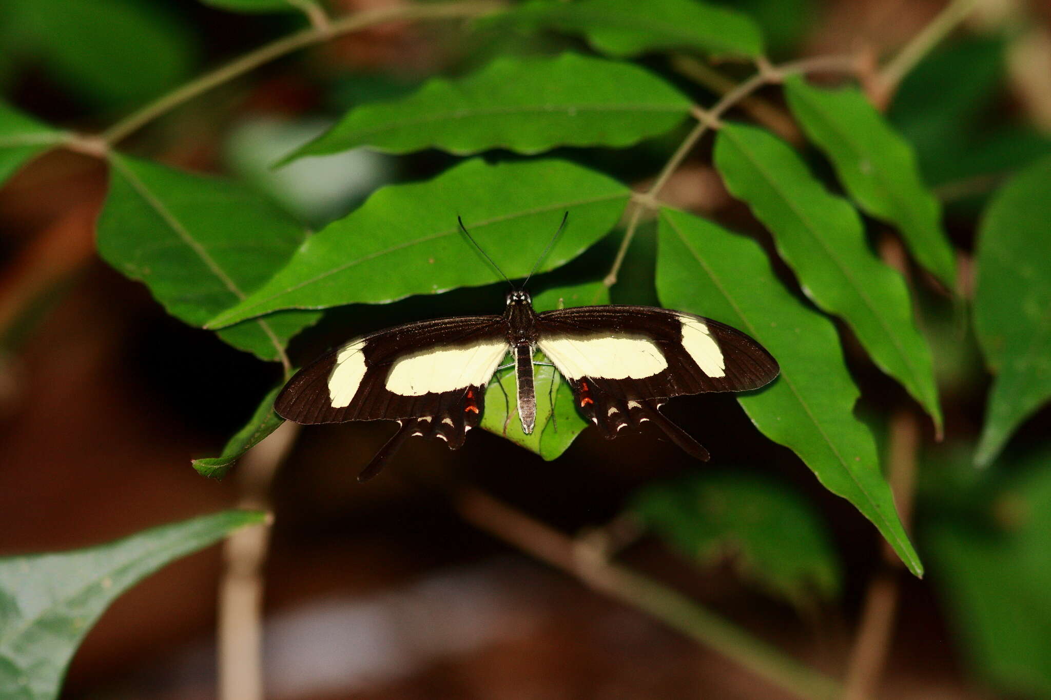 Sivun Papilio torquatus Cramer (1777) kuva