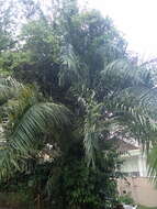 Image of oil palm