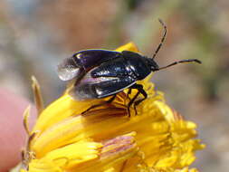 Image of Sehirus cinctus albonotatus Dallas 1851