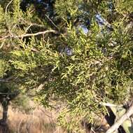 Juniperus deppeana Steud. resmi