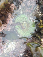 Image of giant green anemone