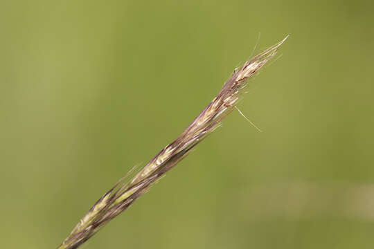 Imagem de Rytidosperma racemosum (R. Br.) Connor & Edgar