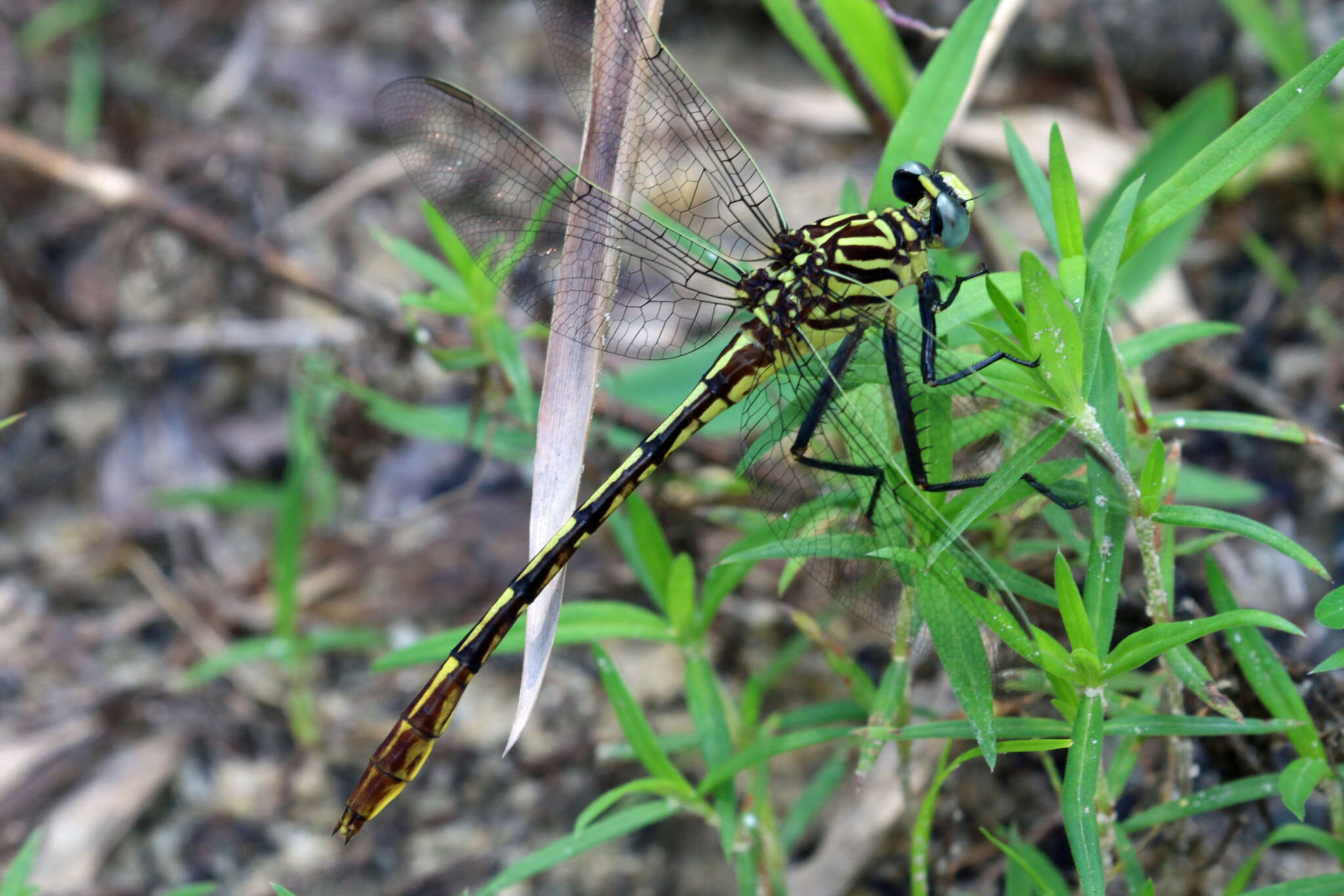 Image of Southeastern Spinyleg