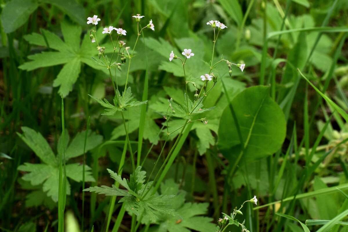 Plancia ëd Geranium albiflorum Ledeb.