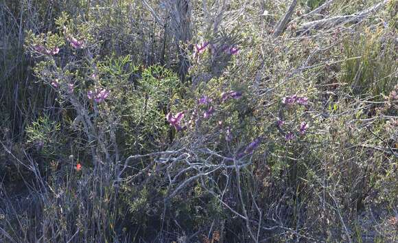 Image of Melaleuca suberosa (Schau.) C. A. Gardner