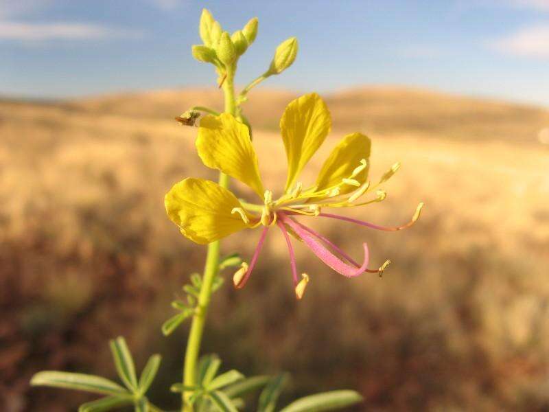 Plancia ëd Kersia suffruticosa (Schinz) Roalson & J. C. Hall