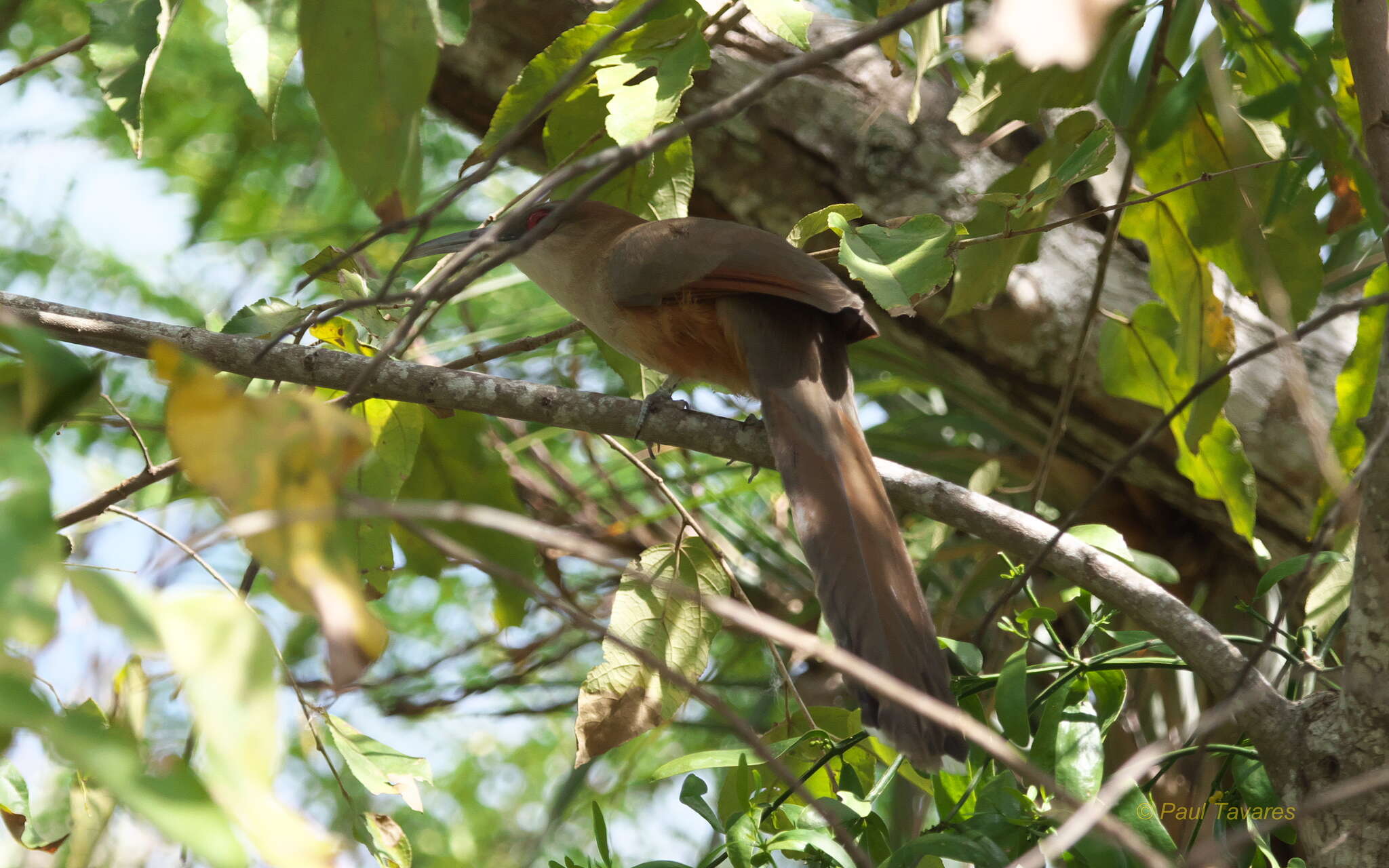 Image of Cuban Lizard-cuckoo