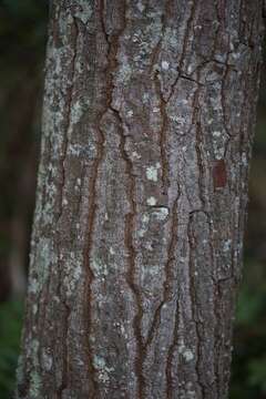 Image of Loblolly Bay