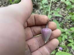 Plancia ëd Clematis vinacea Floden