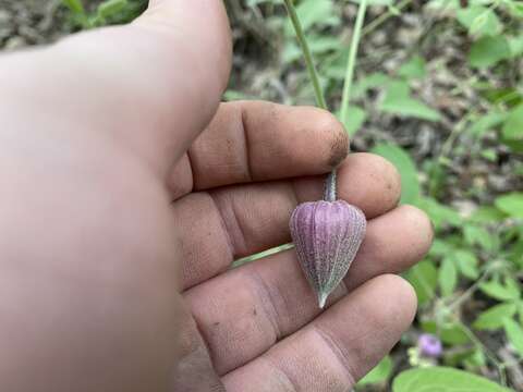 Plancia ëd Clematis vinacea Floden