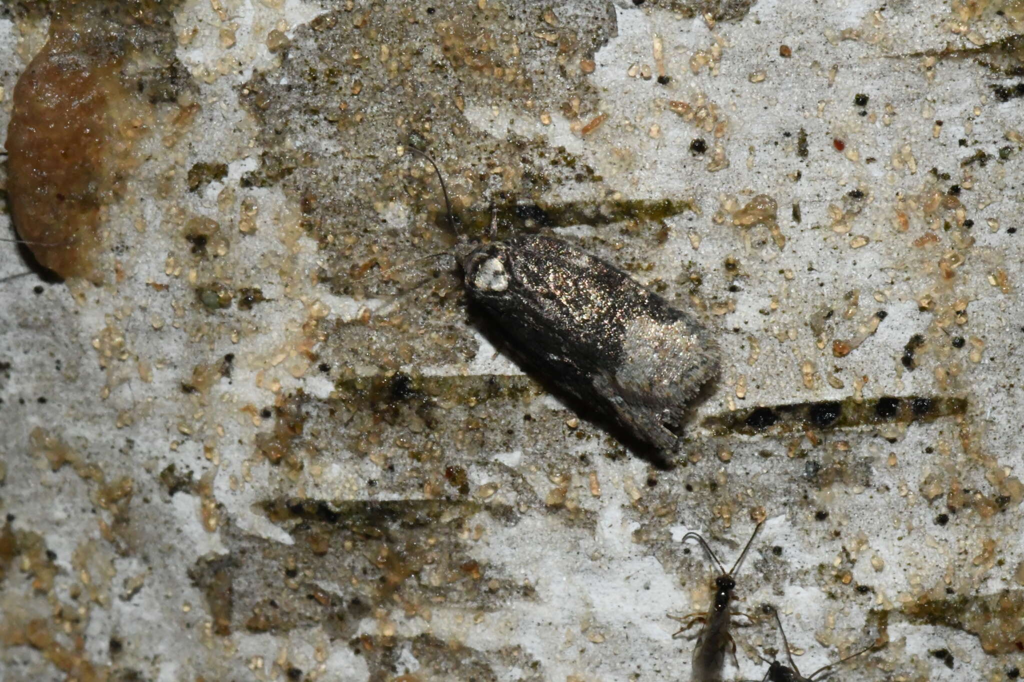 Image of Acleris clarkei Obraztsov 1963