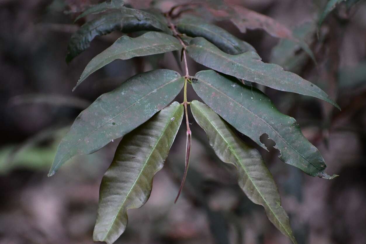 Image of Calyptranthes chiapensis Lundell