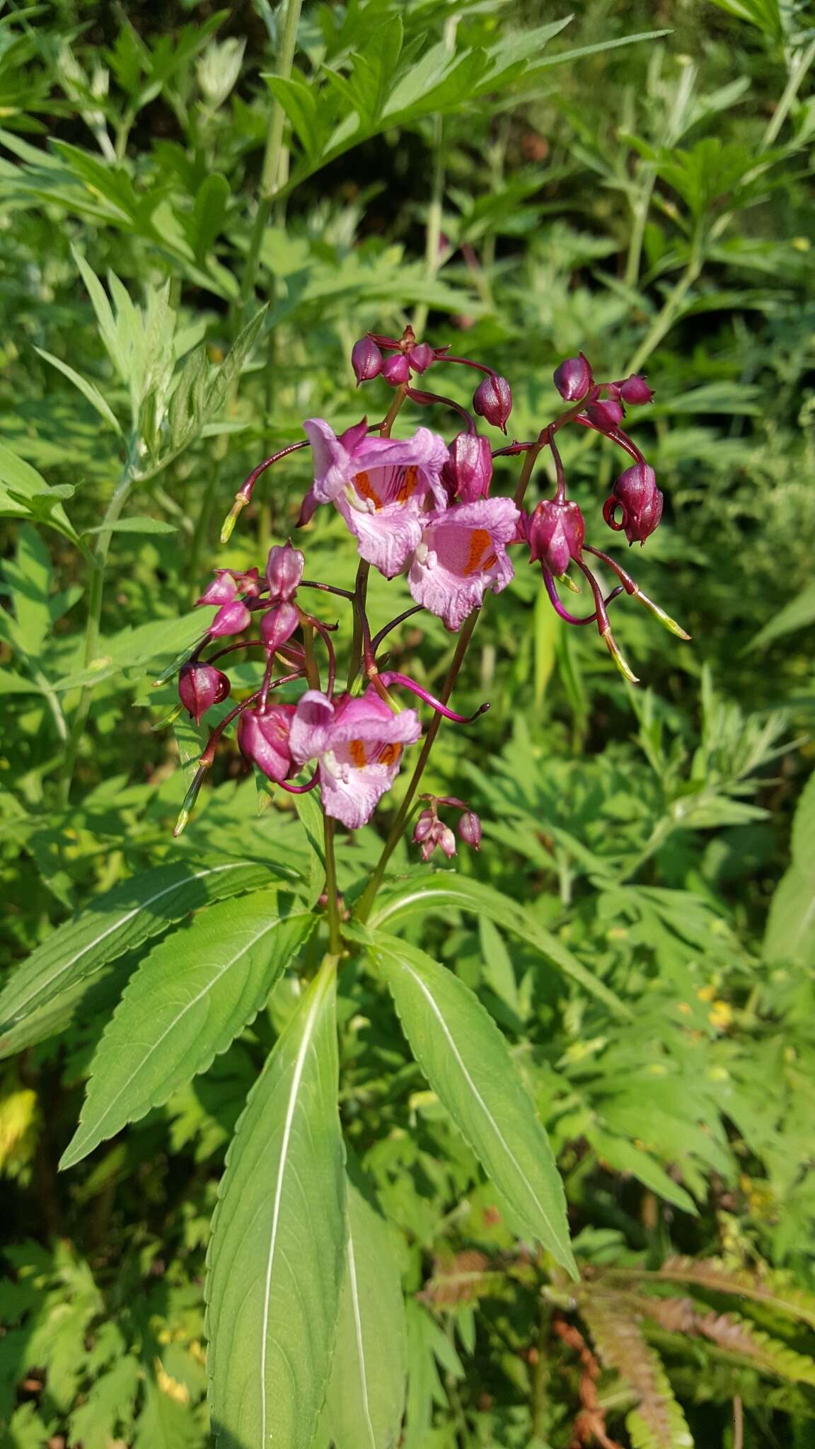 Image of Impatiens insignis DC.