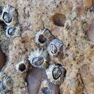 Image of Caribbean barnacle