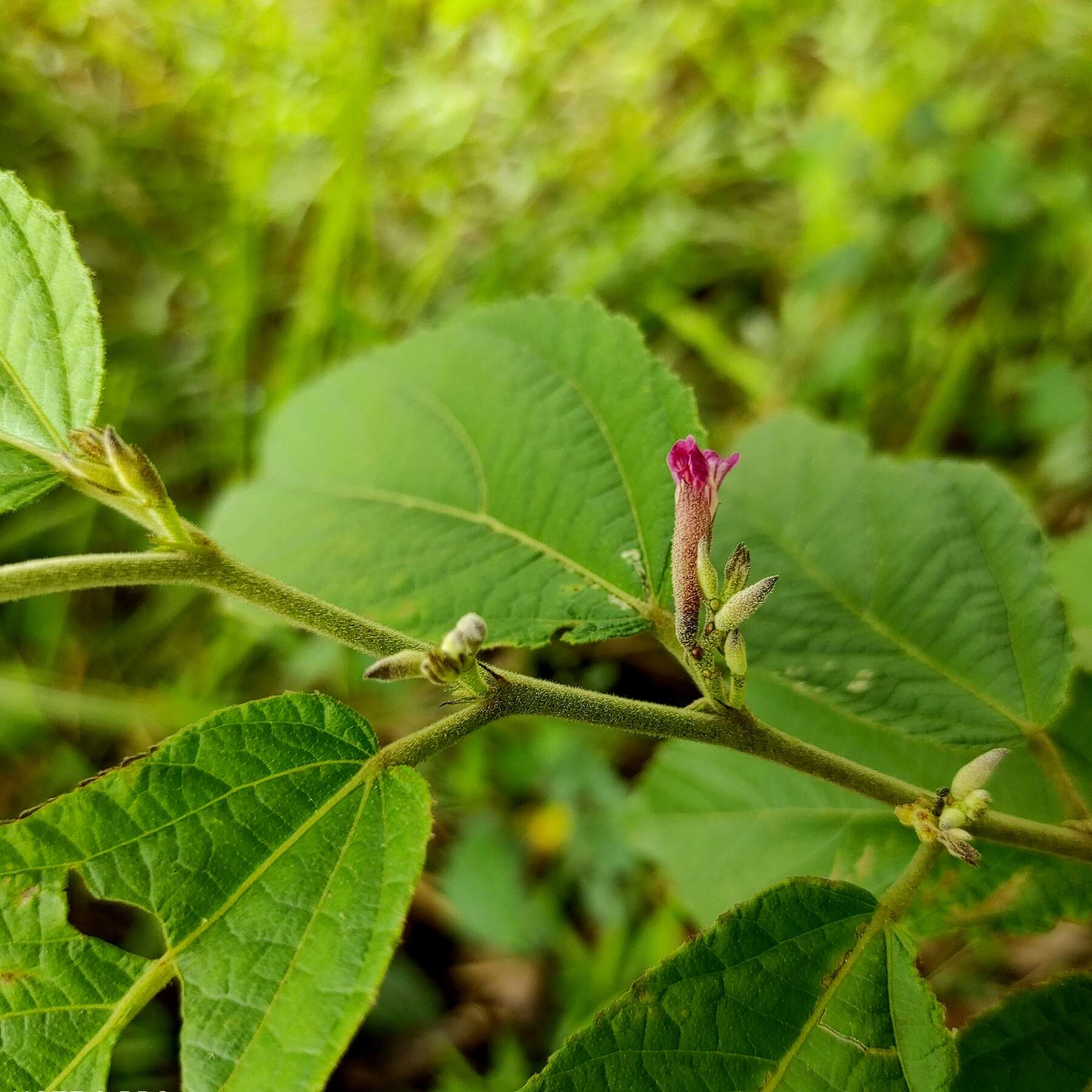 Image of Helicteres hirsuta Lour.