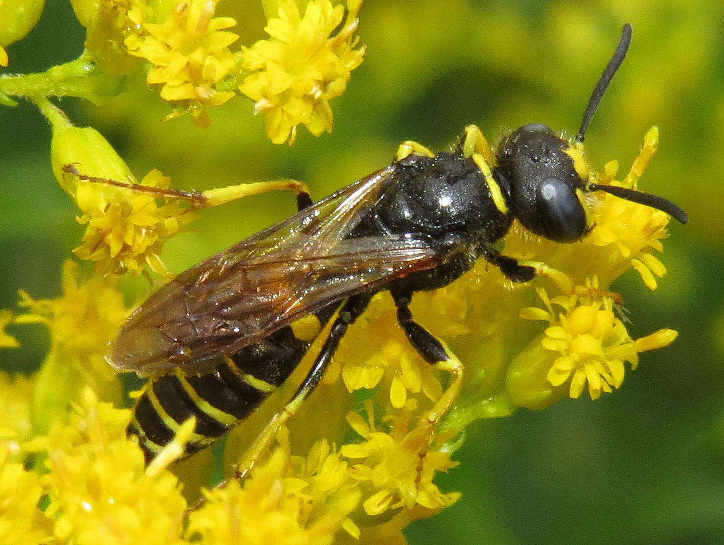 Image of Philanthus solivagus Say 1837