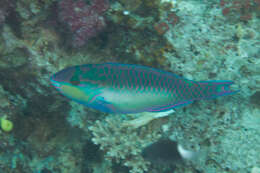 Image of Chameleon parrotfish