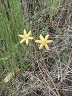 Слика од Triteleia ixioides subsp. scabra (Greene) L. W. Lenz