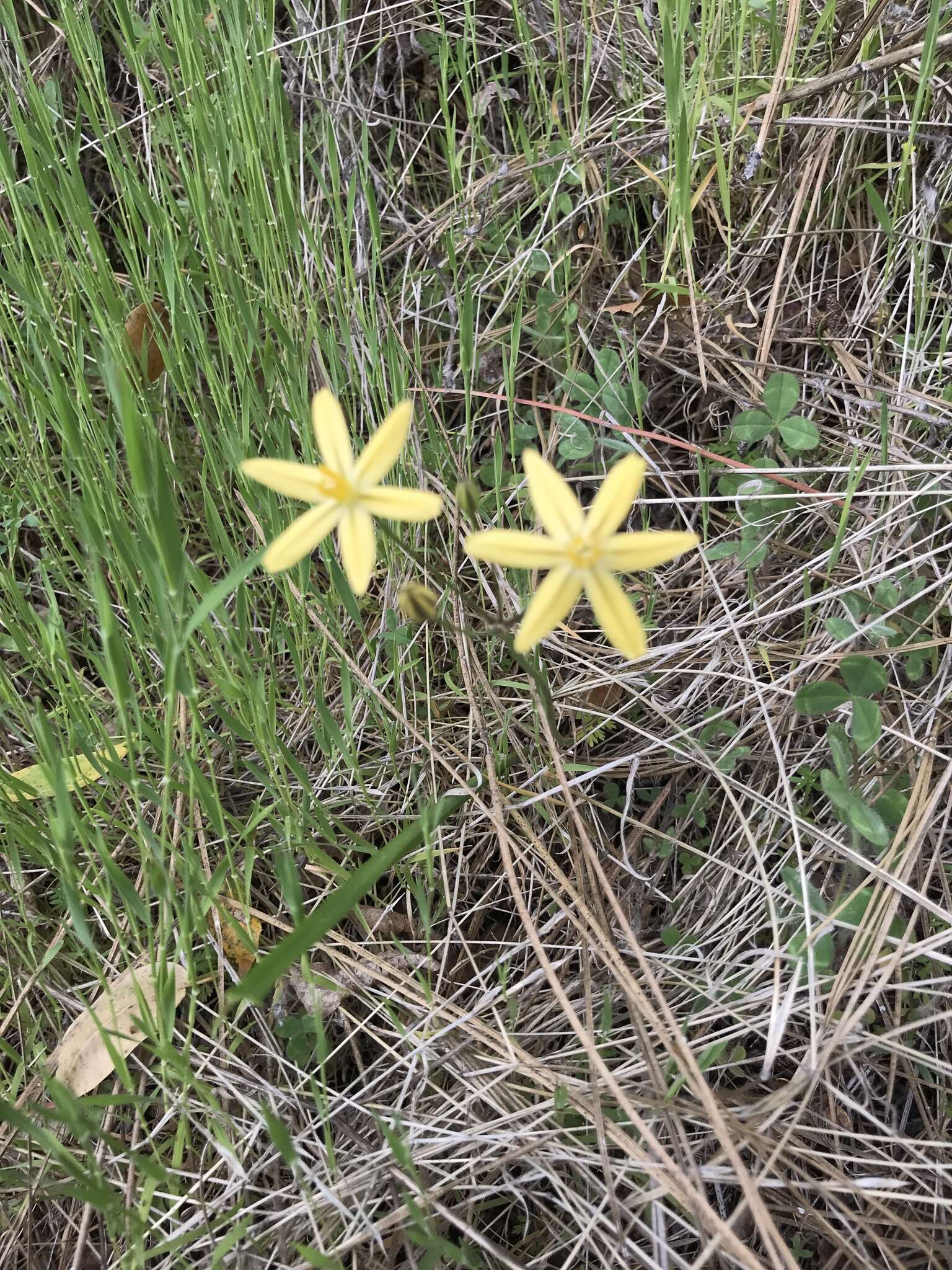 Sivun Triteleia ixioides subsp. scabra (Greene) L. W. Lenz kuva