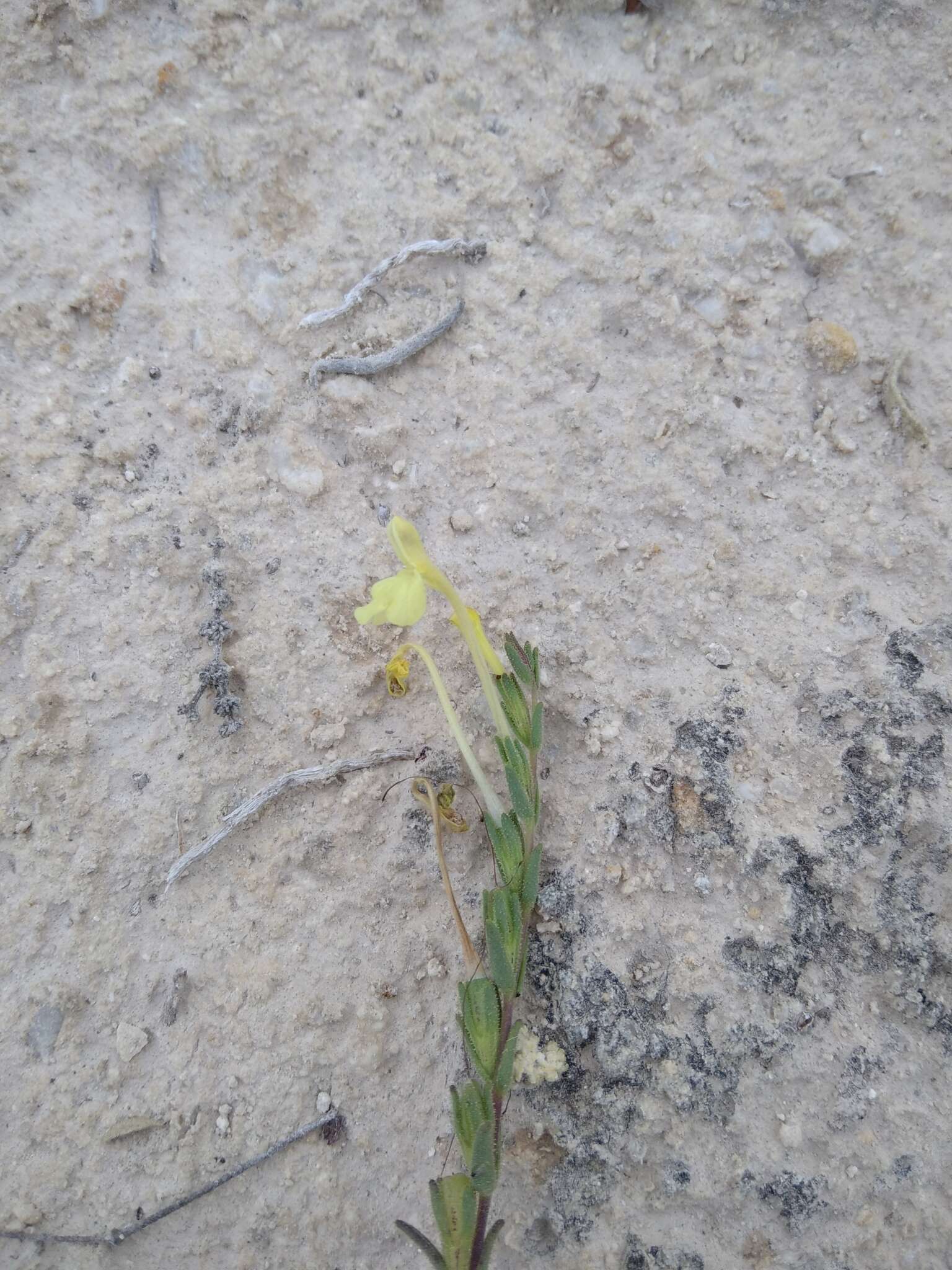 Image de Macrosyringion longiflorum (Vahl) Rothm.