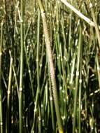 Image of Equisetum hyemale subsp. hyemale