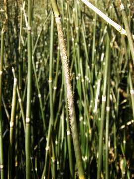 Image of Equisetum hyemale subsp. hyemale