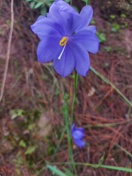 Image of Tigridia fosteri Goldblatt