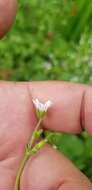 Image of Mexican Starwort