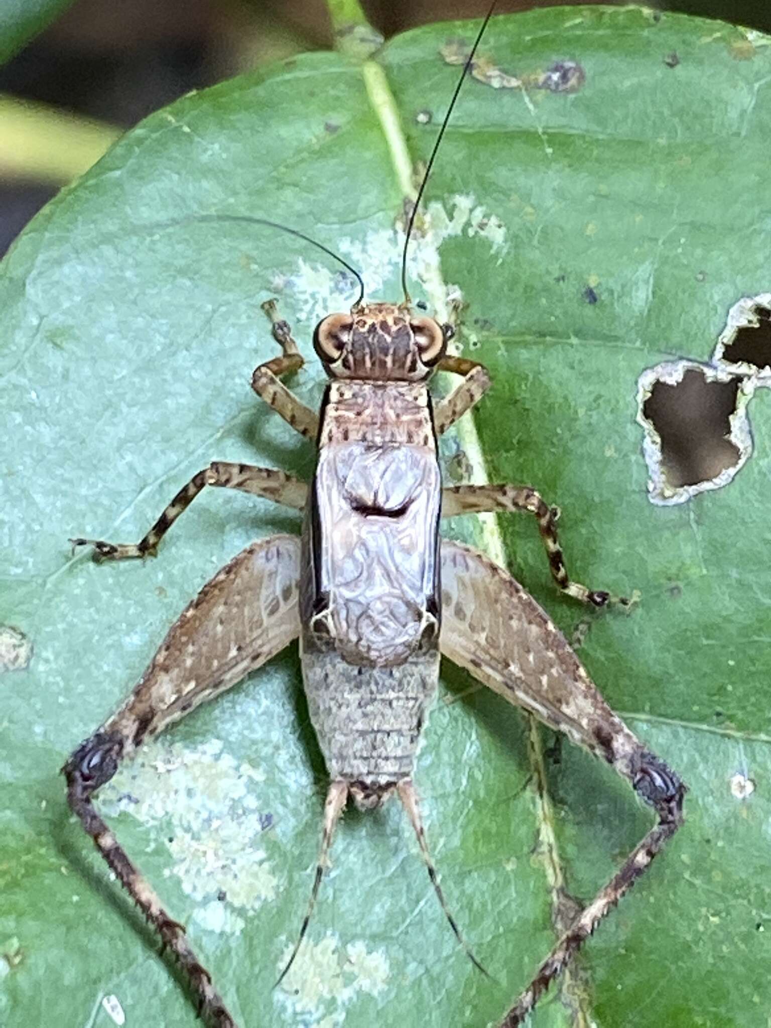 Image of Ligypterus linharensis Robillard 2005