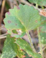 Image of Centella eriantha (Rich.) Drude