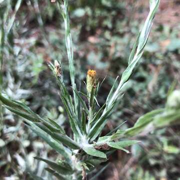 Image of Pityopsis aequilifolia