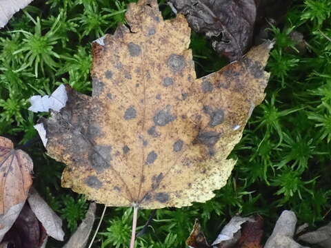 Image of Acer rubrum var. rubrum