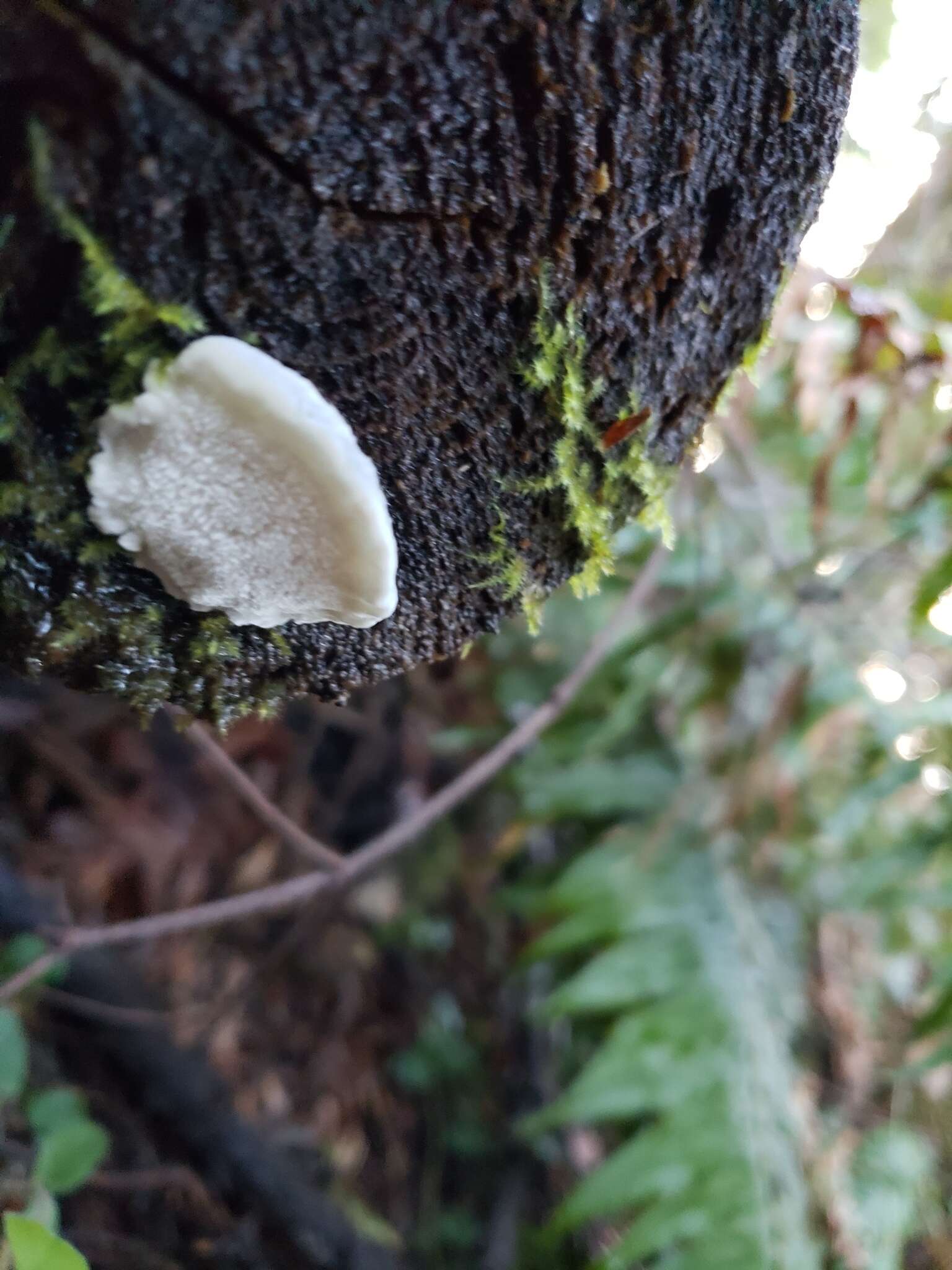 Image de Polypore bleuté