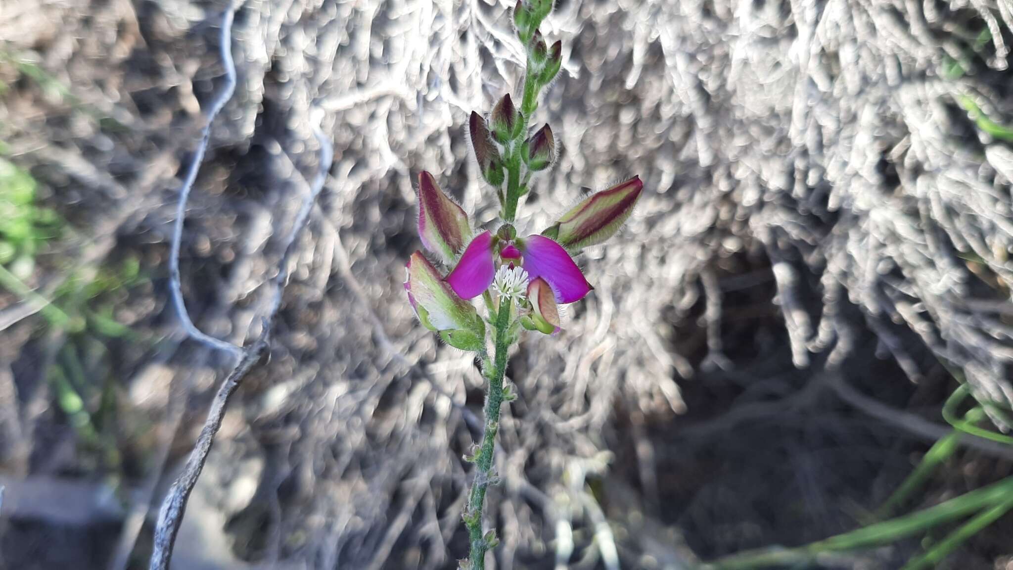 Polygala pubiflora Burch. ex DC.的圖片