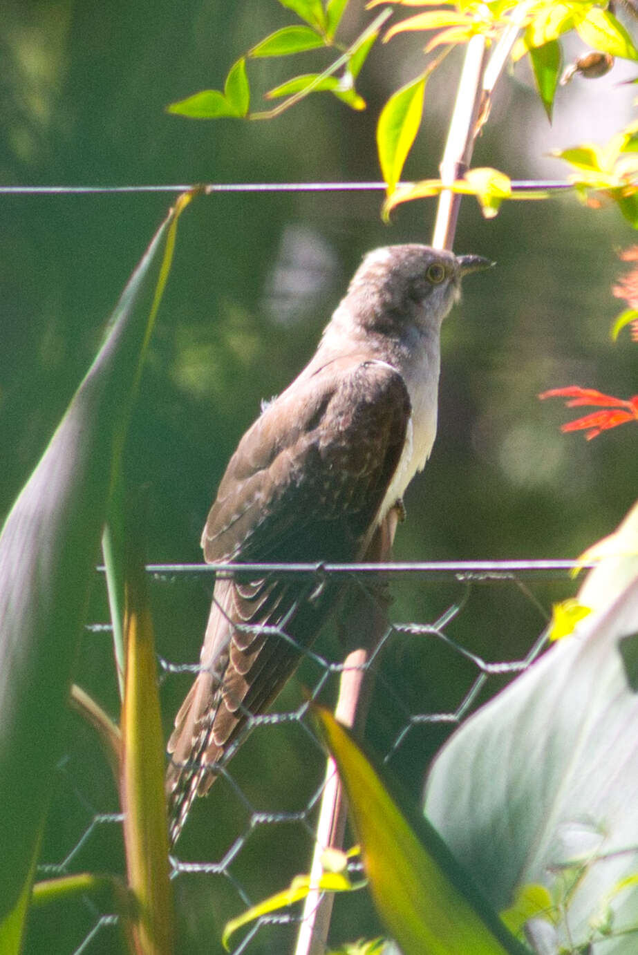 Image of Pallid Cuckoo