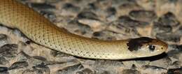 Image of Grey Snake