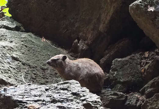 Image of Procavia capensis johnstoni Thomas 1894