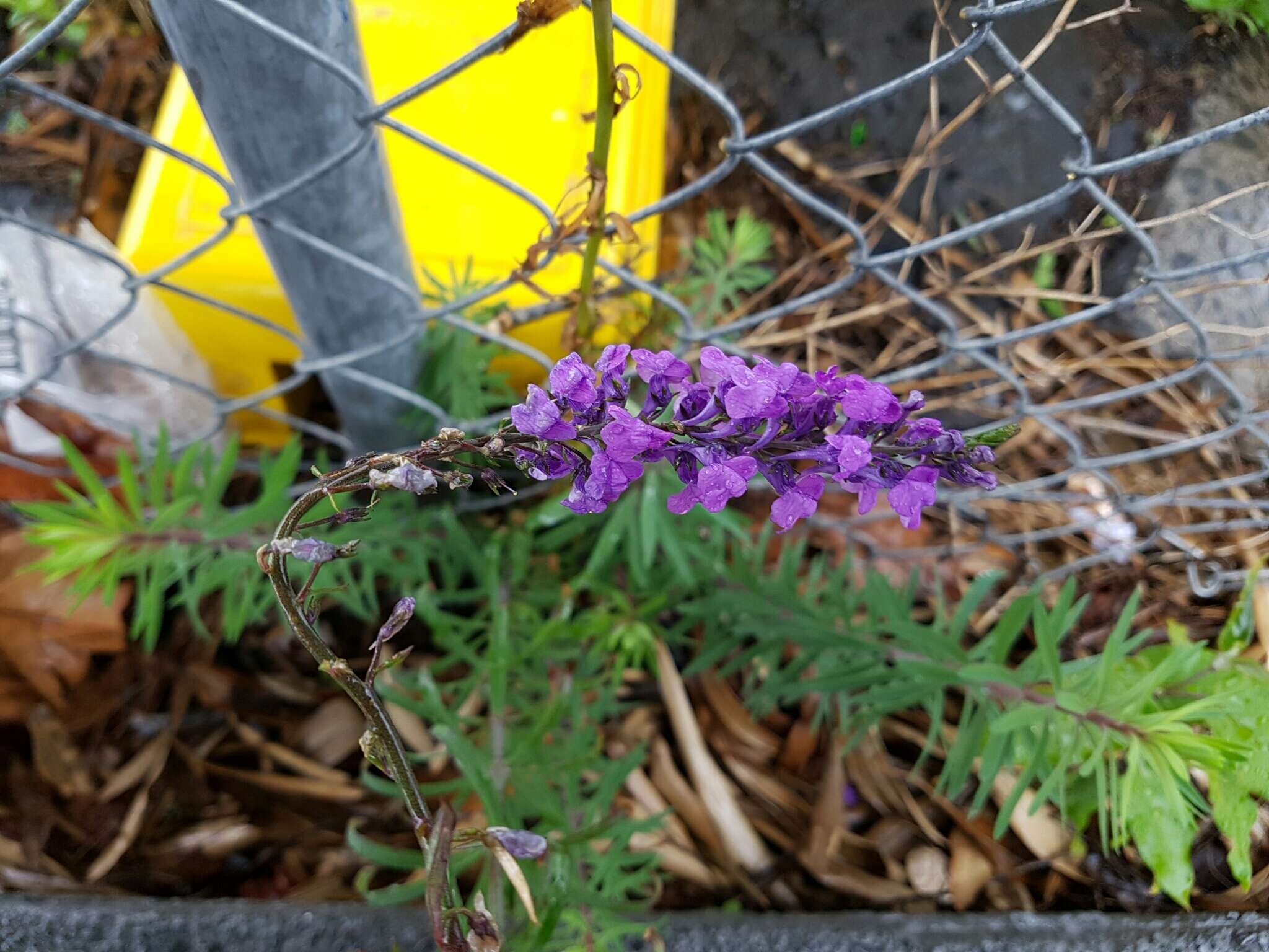 Image of Purple Toadflax